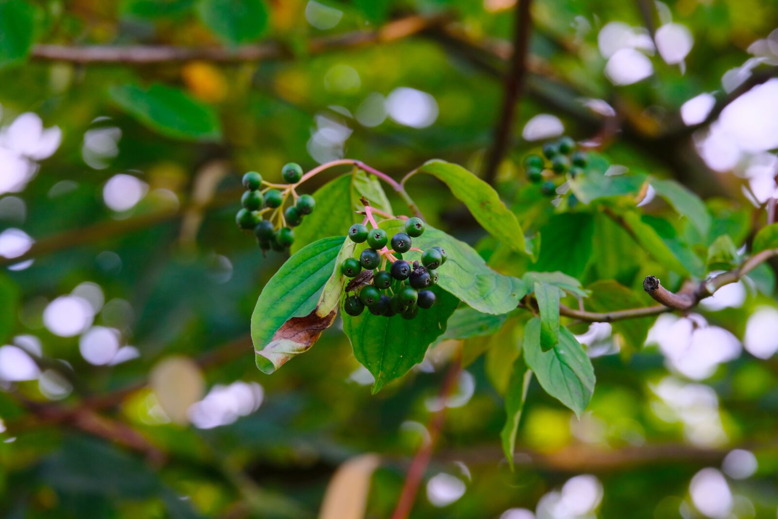 Fujifilm X-T20 sample photo. Elder, elderberry shrub, elderberries photography
