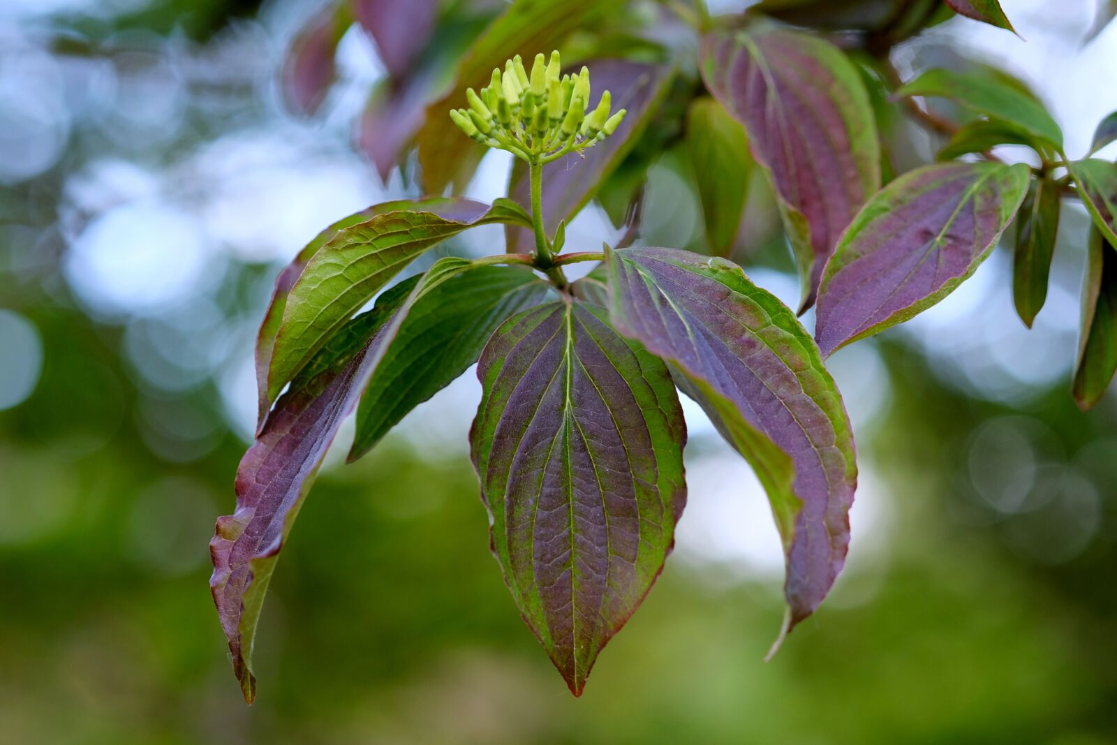 Fujifilm X-T20 sample photo. Tree, leaves, subjects photography