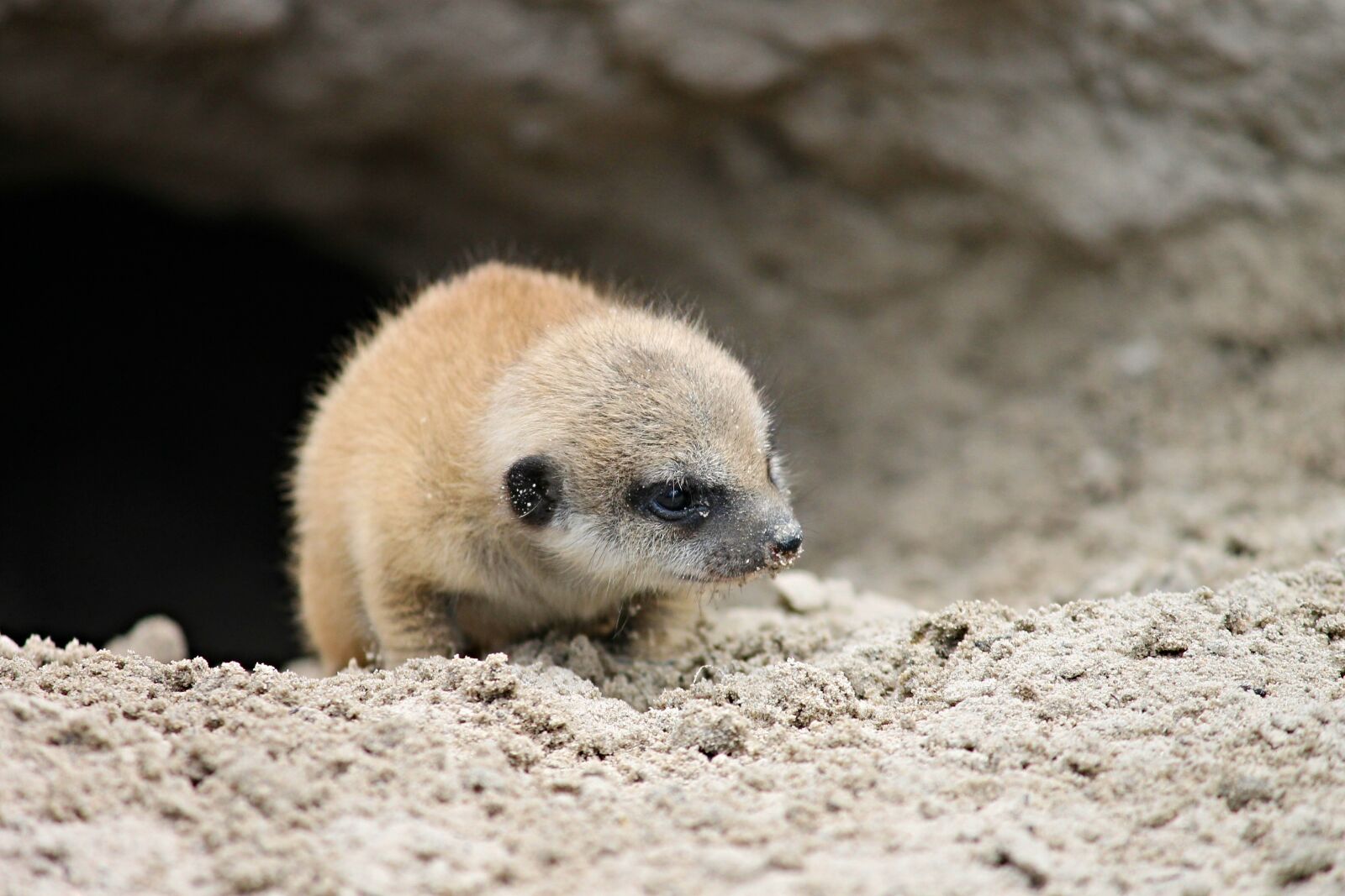 Canon EOS 1100D (EOS Rebel T3 / EOS Kiss X50) sample photo. Meerkat, young, young animal photography