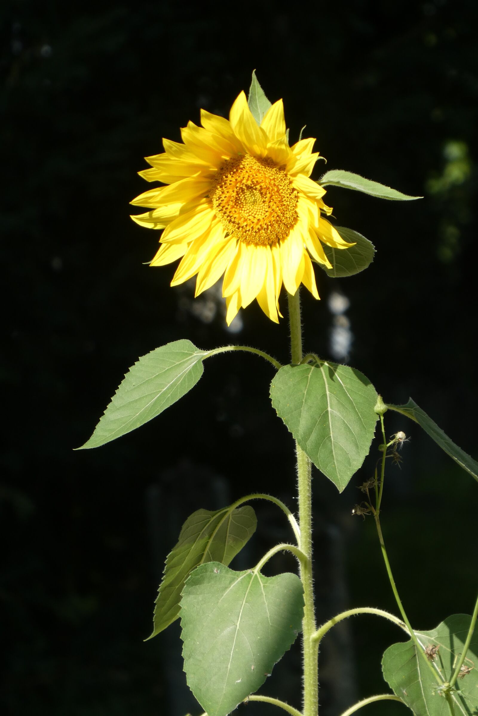 Panasonic Lumix DC-ZS70 (Lumix DC-TZ90) sample photo. Sunflower, flower, garden photography