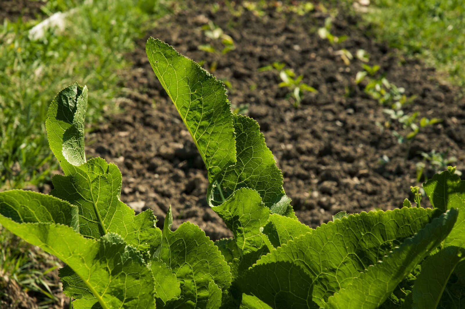 Nikon D300 sample photo. Lettuce, green, garden land photography