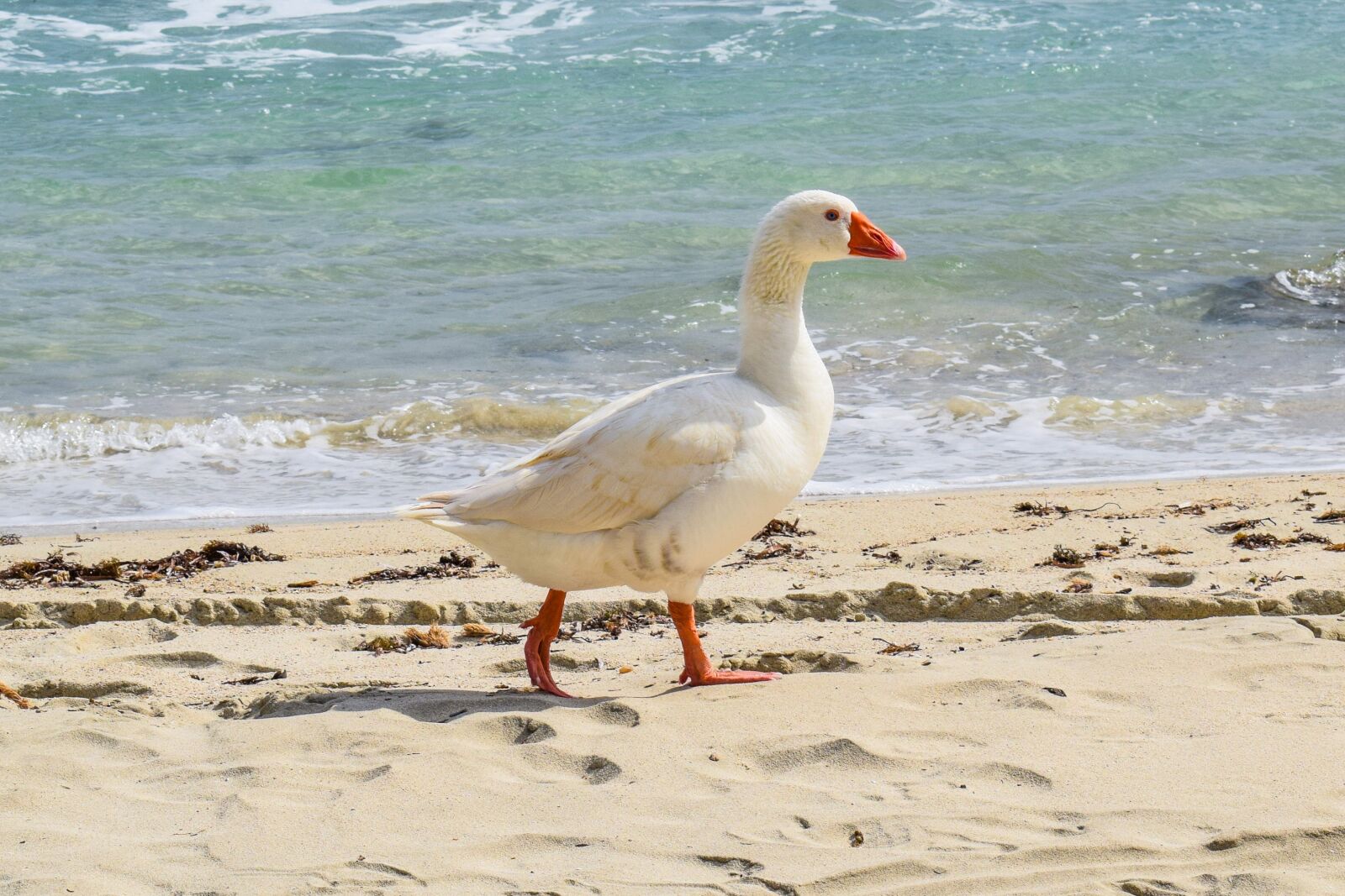 Nikon D3300 sample photo. Goose, sea, bird photography
