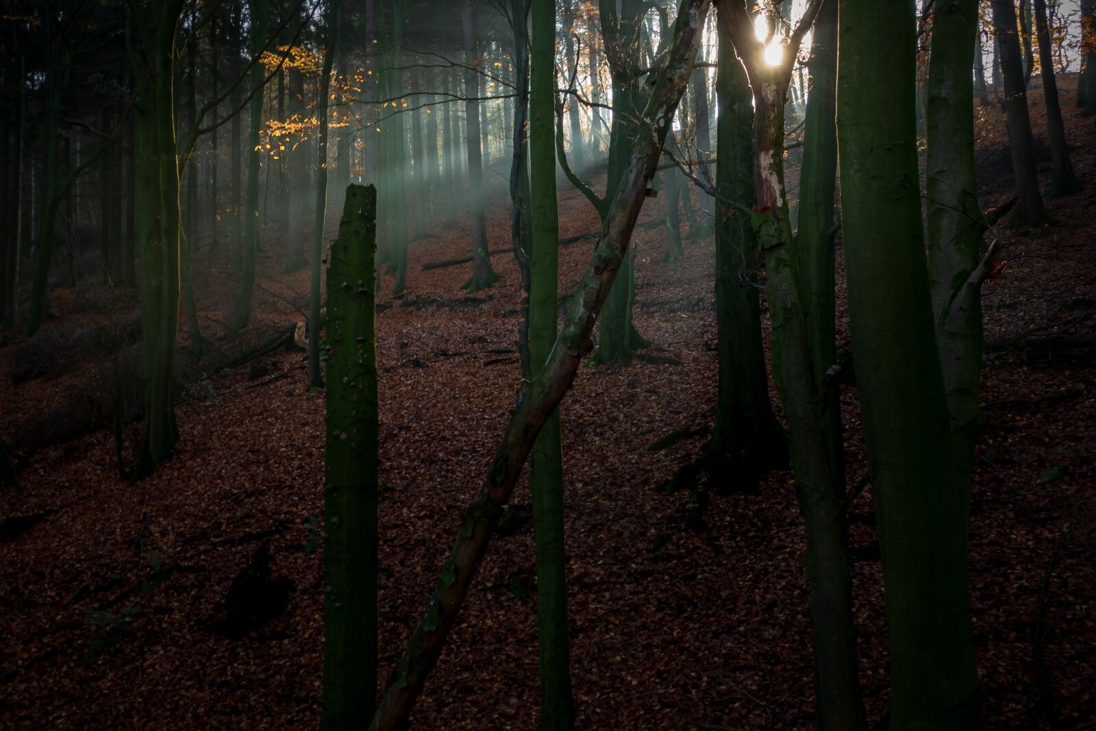 Sony Cyber-shot DSC-RX100 IV sample photo. Forest, light beam, nature photography