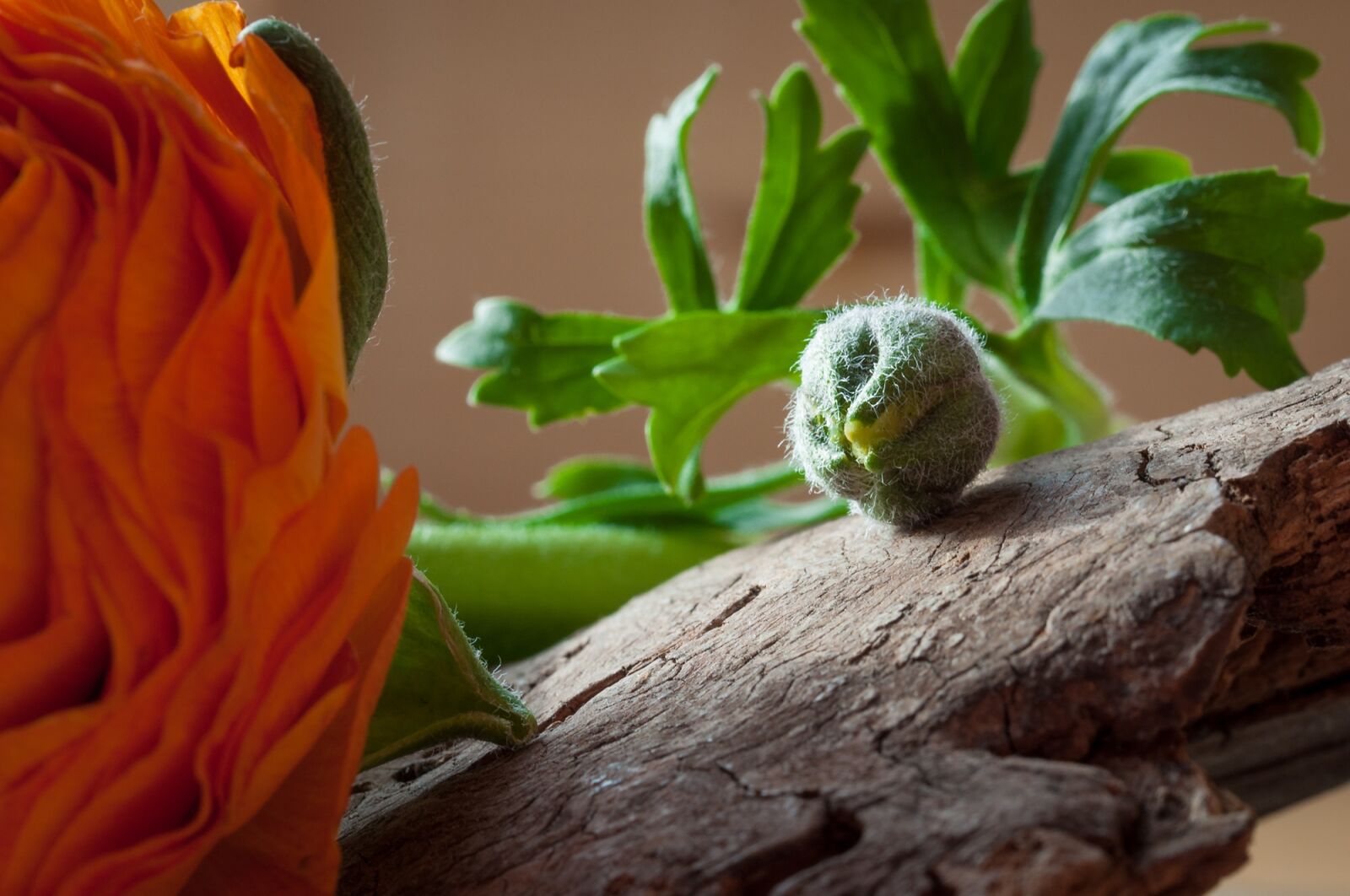 Nikon D90 sample photo. Ranunculus, flower, bud photography