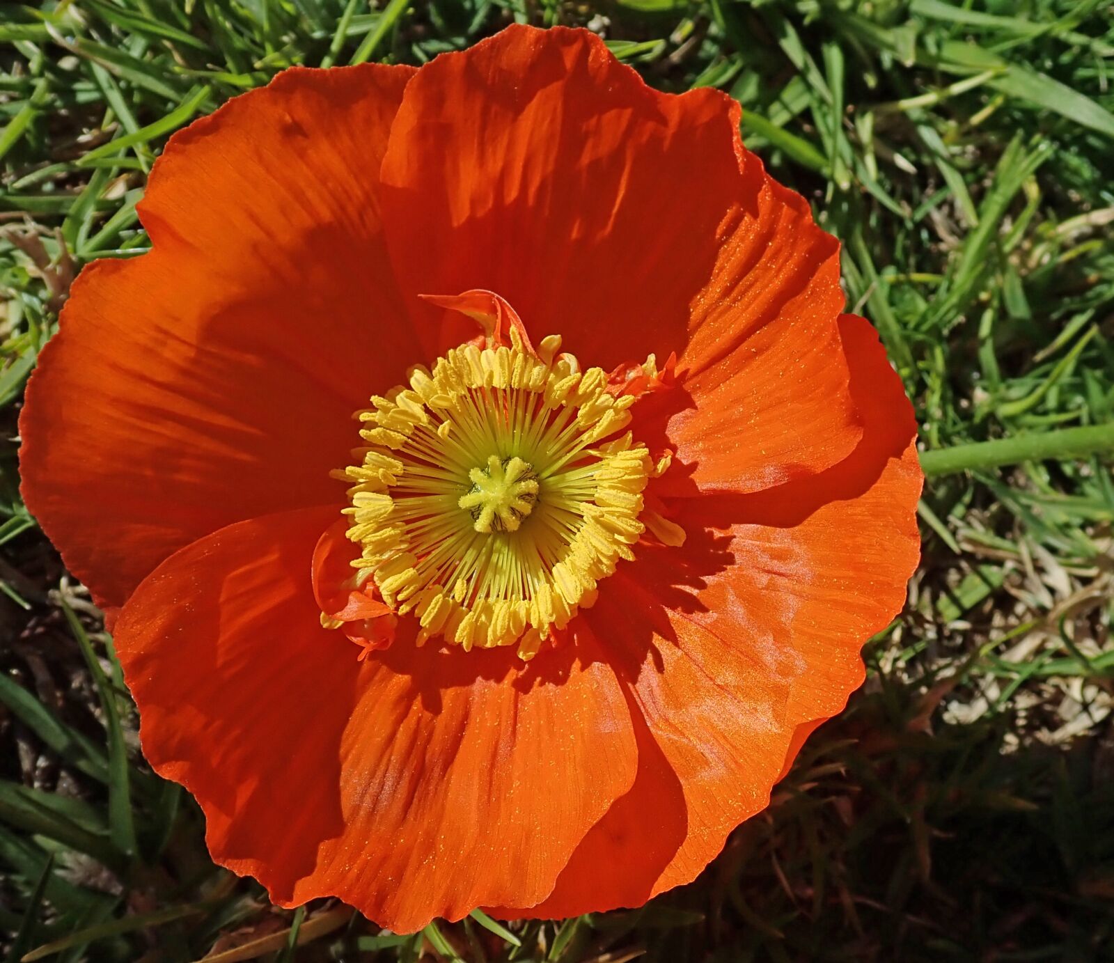Olympus TG-5 sample photo. Poppy, flower, summer photography