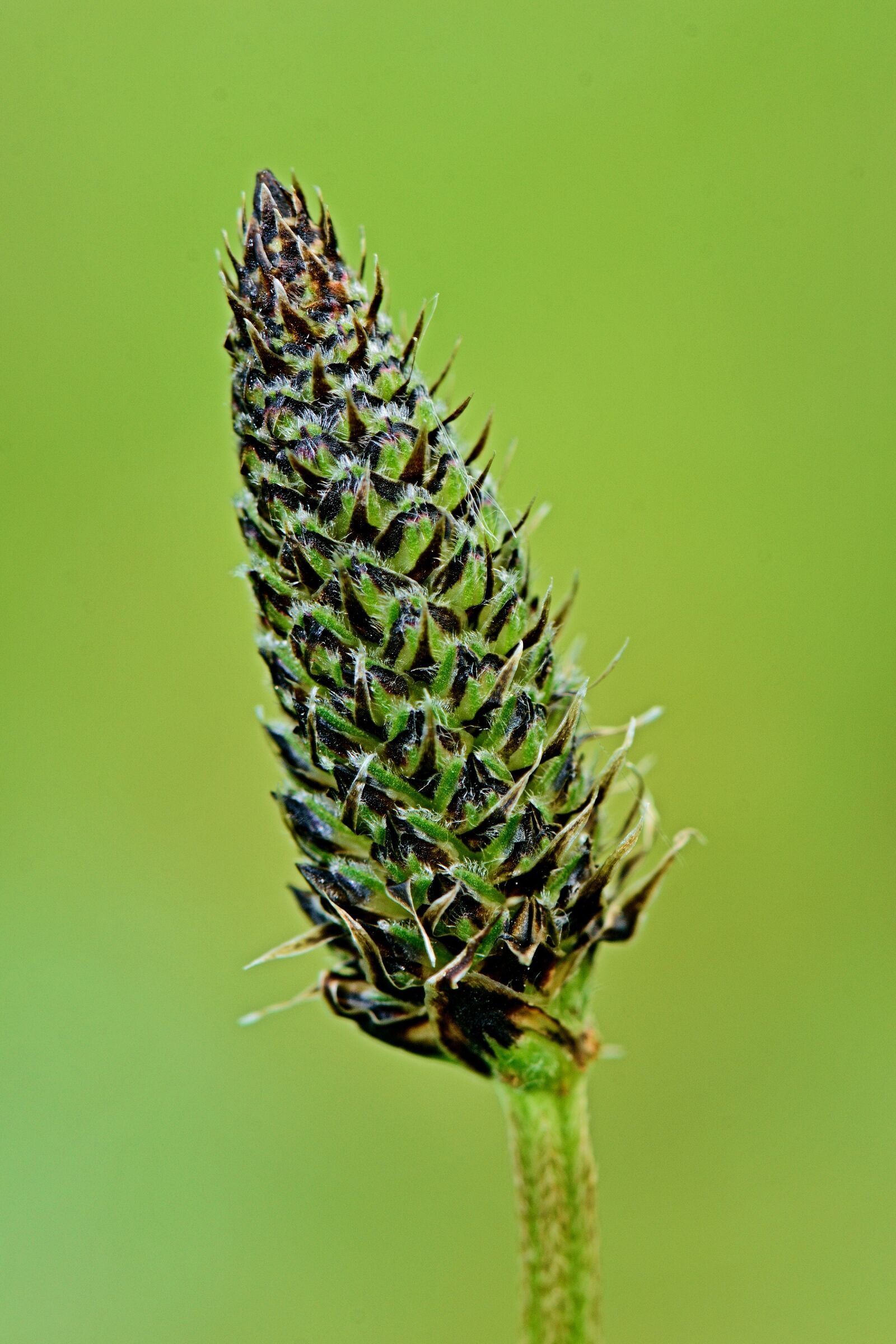 Nikon D5300 sample photo. Nature, stem, plants photography