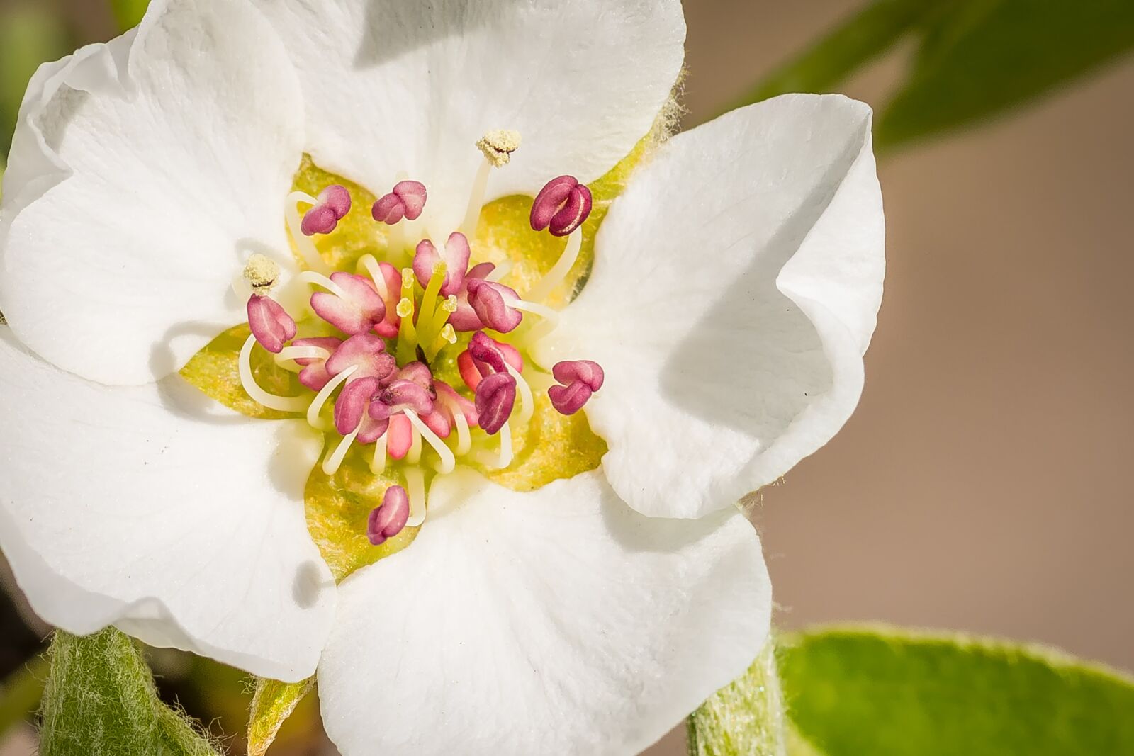 Nikon D7200 sample photo. Pear blossom, blossom, bloom photography