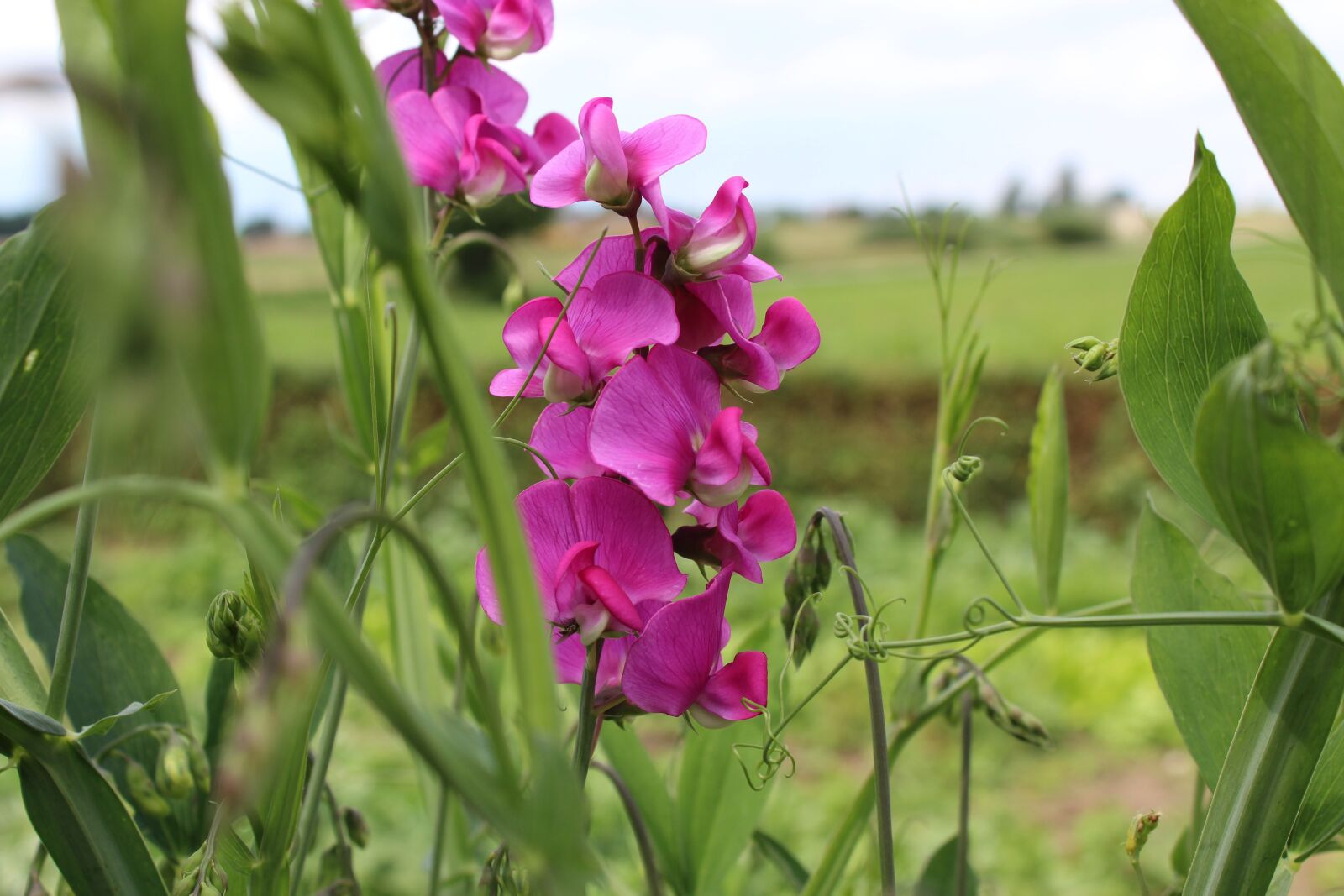 Canon EOS 1300D (EOS Rebel T6 / EOS Kiss X80) sample photo. Plant, summer, field photography