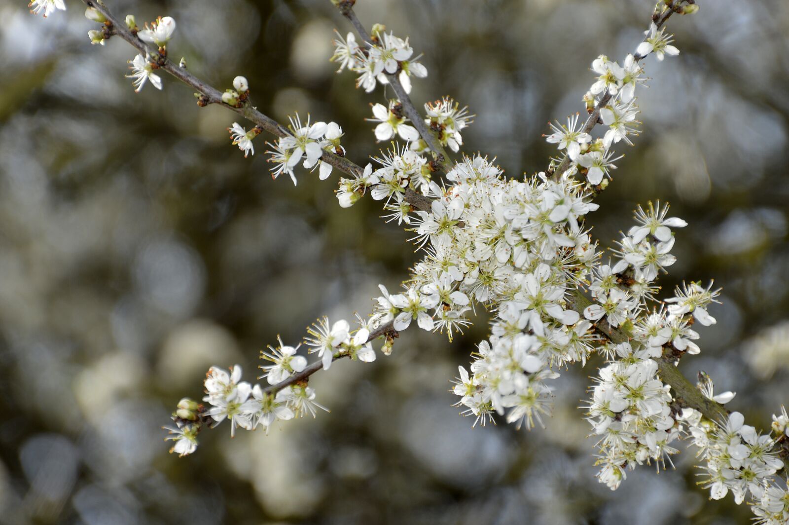 Nikon D3200 sample photo. Flower, nature, plant photography
