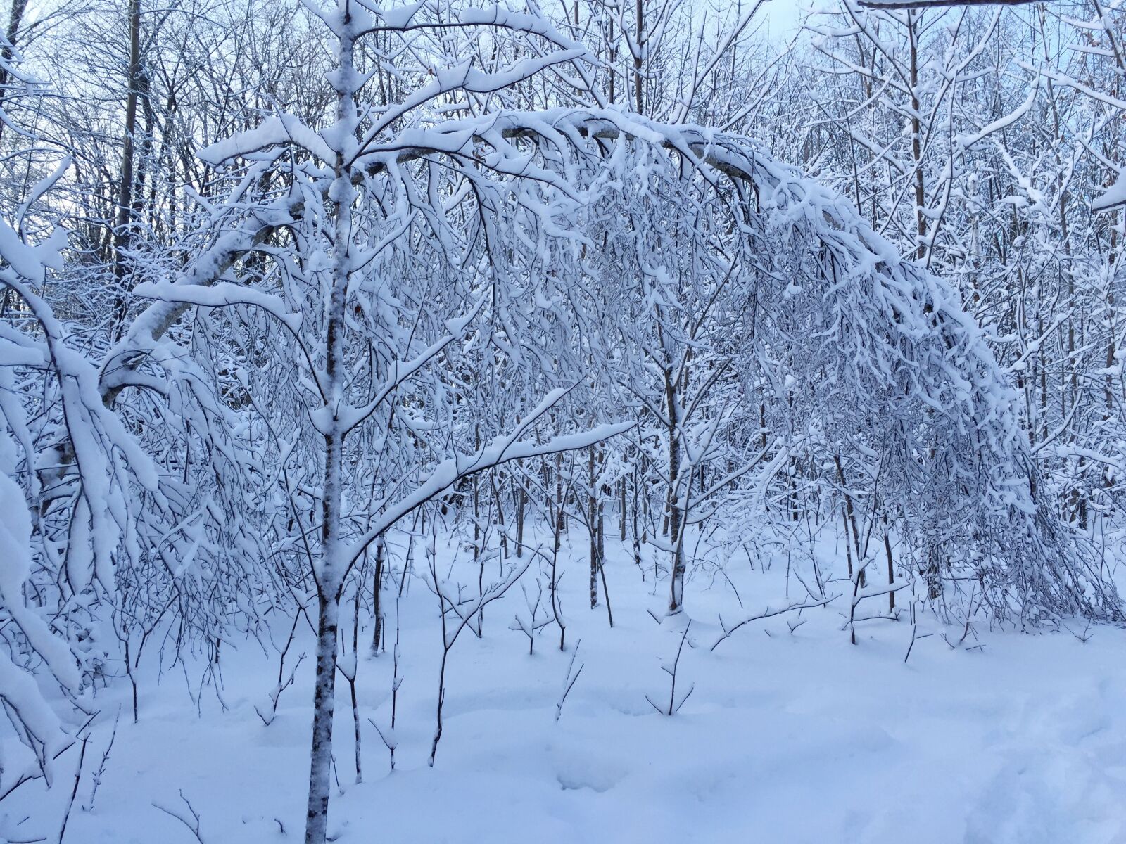 iPhone 6 Plus back camera 4.15mm f/2.2 sample photo. Snow, arc, forest photography