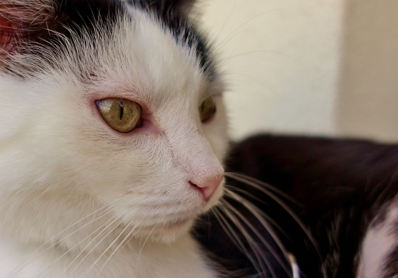 Sony DSC-RX100M5 sample photo. Cat, domestic cat, mieze photography