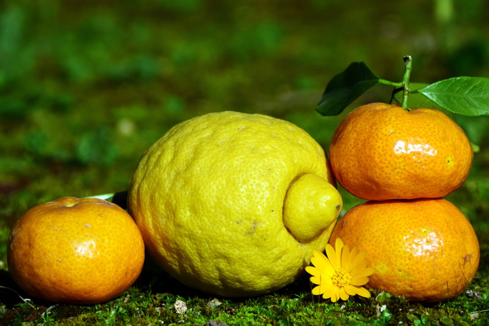 Nikon D3300 sample photo. Citrus fruits, lemon, mandarin photography