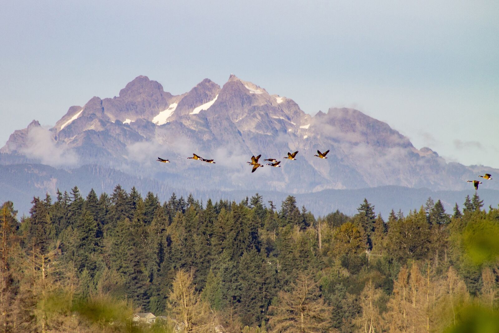Canon EOS 1100D (EOS Rebel T3 / EOS Kiss X50) + EF75-300mm f/4-5.6 sample photo. Mountains, forest, flying geese photography