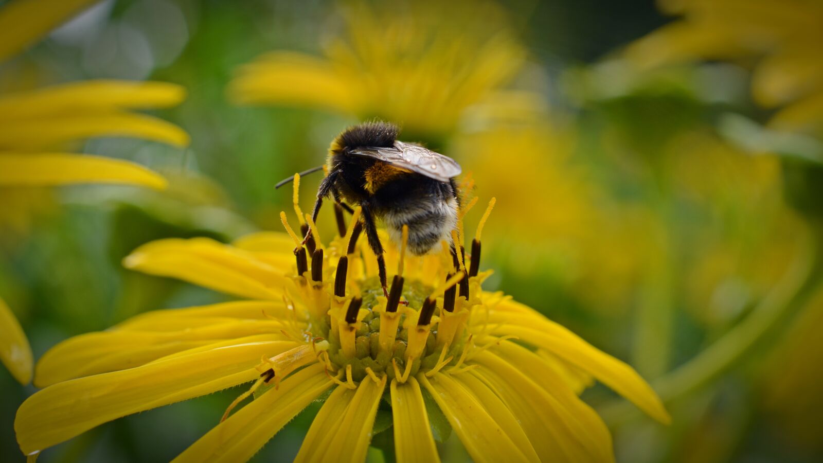 Nikon D5200 sample photo. Hummel, blossom, bloom photography
