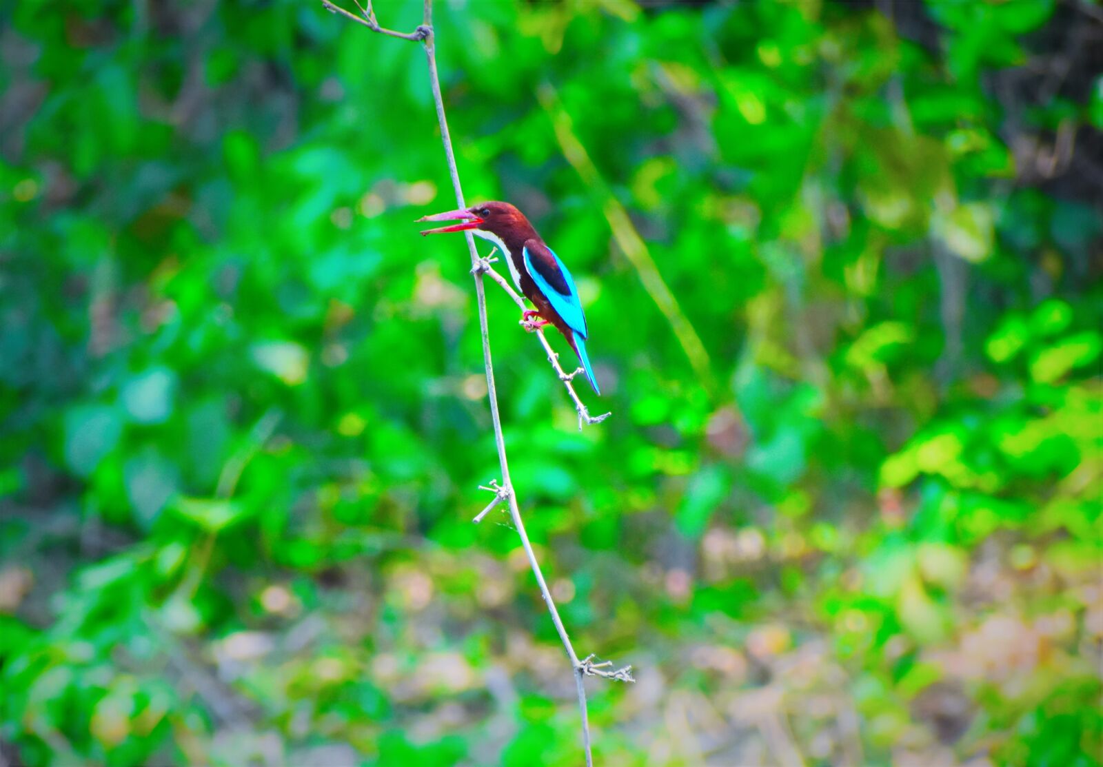 Nikon D5600 sample photo. Nature, leaf, outdoors photography