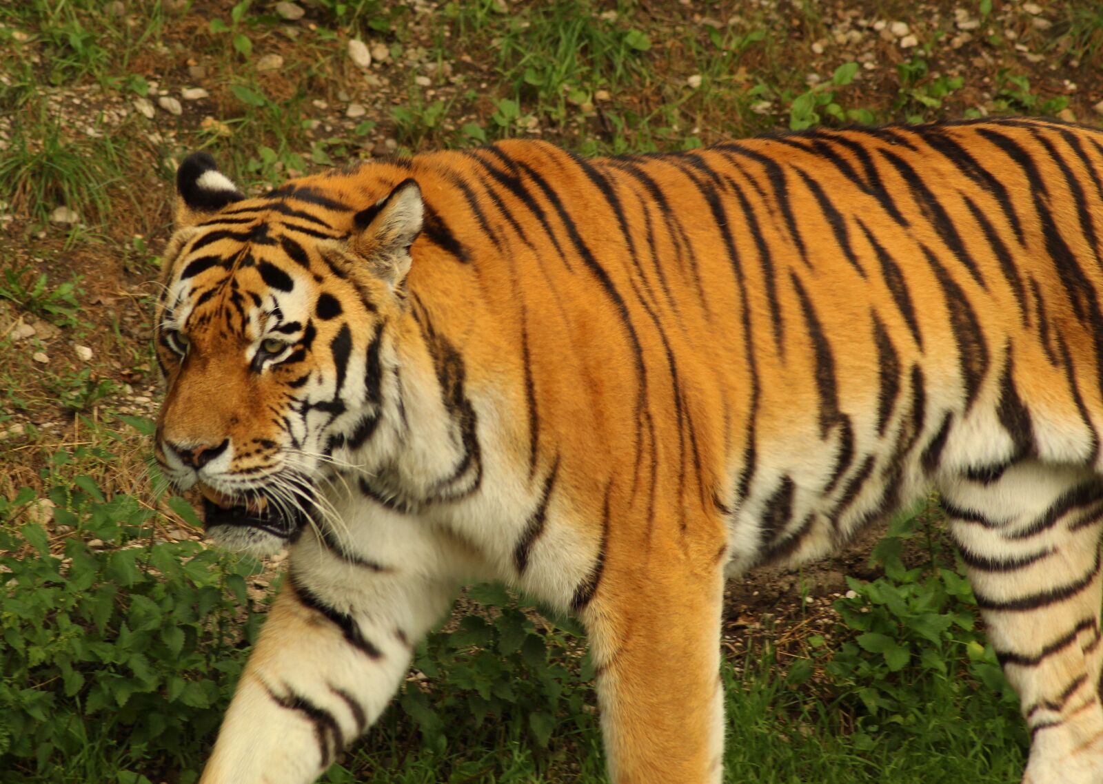Canon EOS 1300D (EOS Rebel T6 / EOS Kiss X80) sample photo. Tiger, big cat, dangerous photography