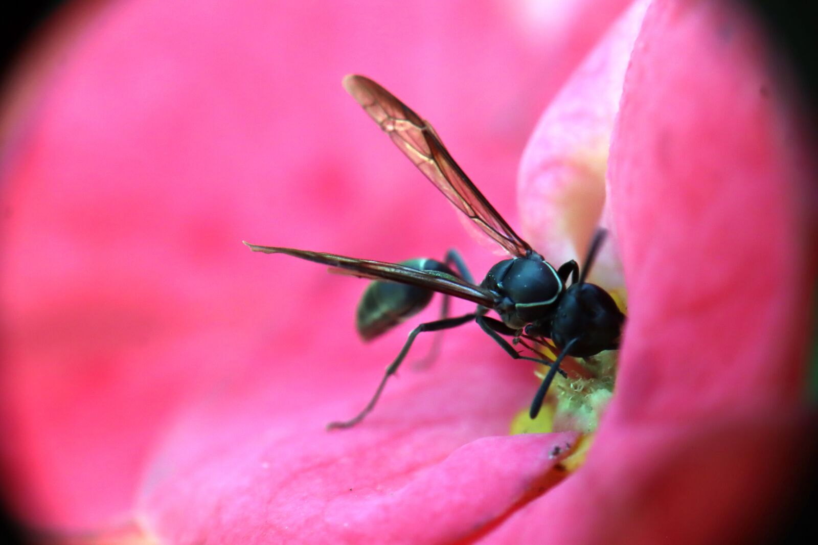 Canon EOS M50 (EOS Kiss M) sample photo. Insect, wasp, garden photography
