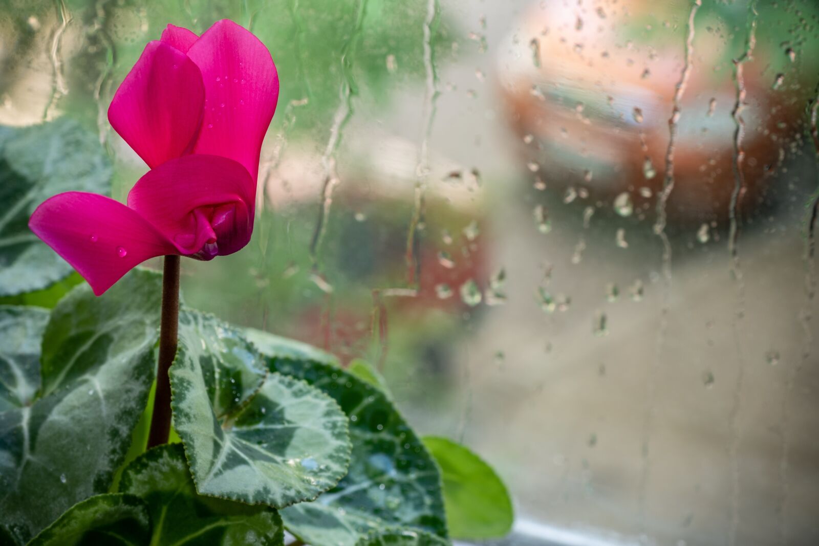 Canon EF-S 18-135mm F3.5-5.6 IS USM sample photo. Cyclamen, flower, pink photography