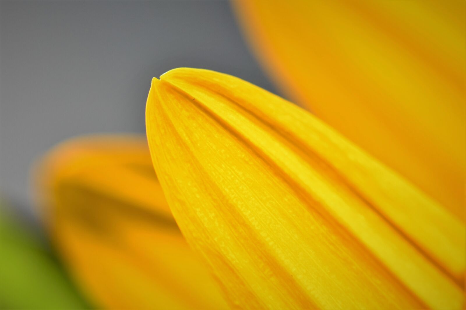 Nikon D5500 sample photo. Sunflower, flower, blossom photography