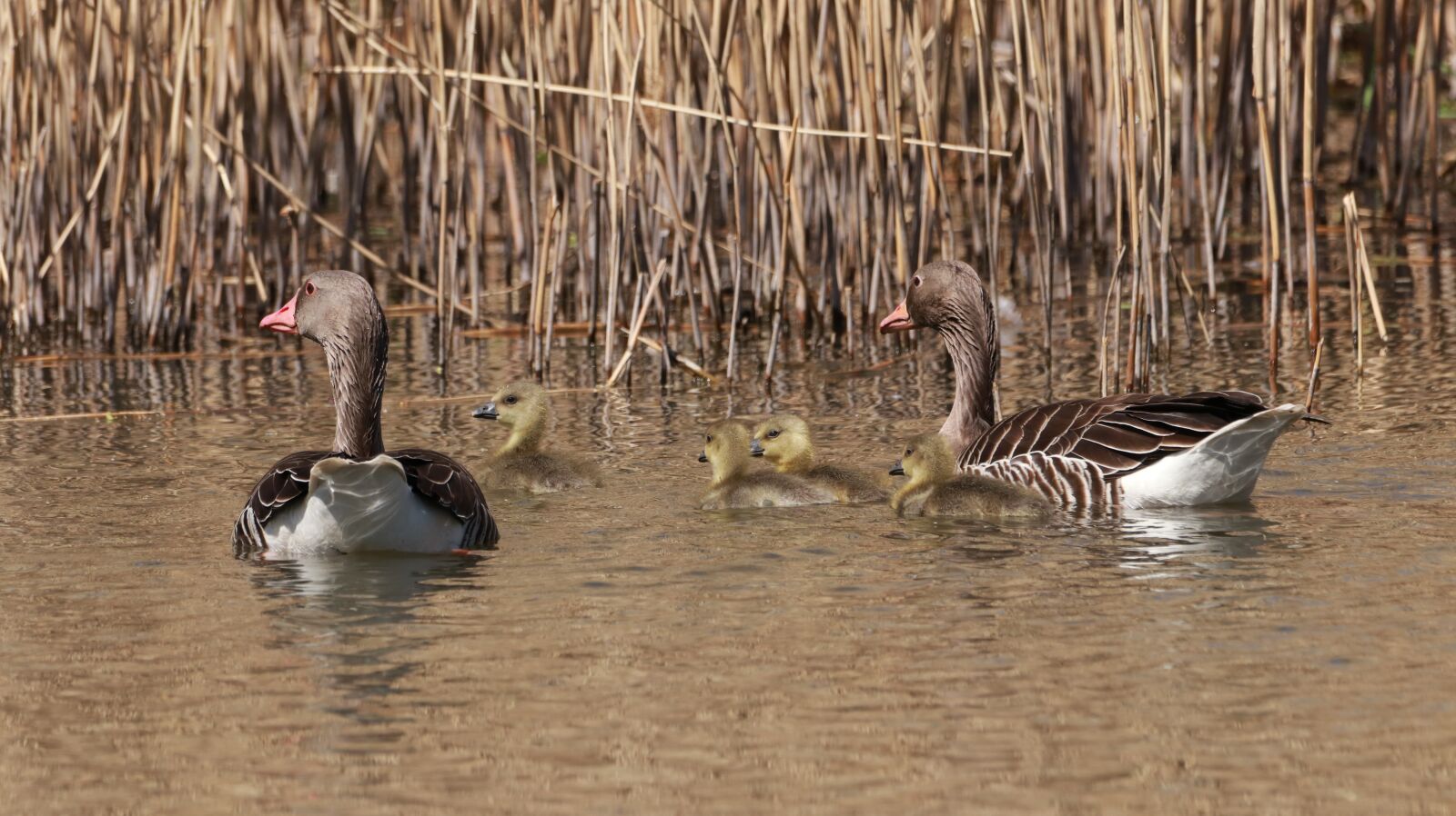 150-600mm F5-6.3 DG OS HSM | Contemporary 015 sample photo. Lake, spring, nature photography