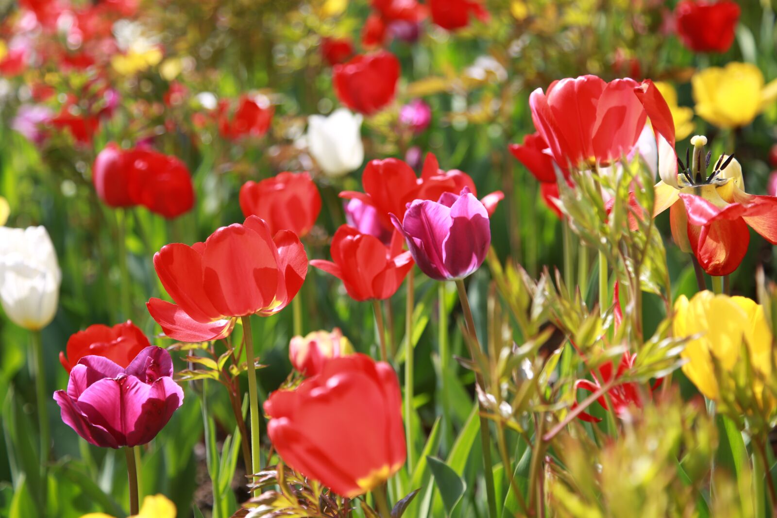 Canon EOS 6D + Canon EF 24-105mm F4L IS USM sample photo. Tulip, garden, nature photography