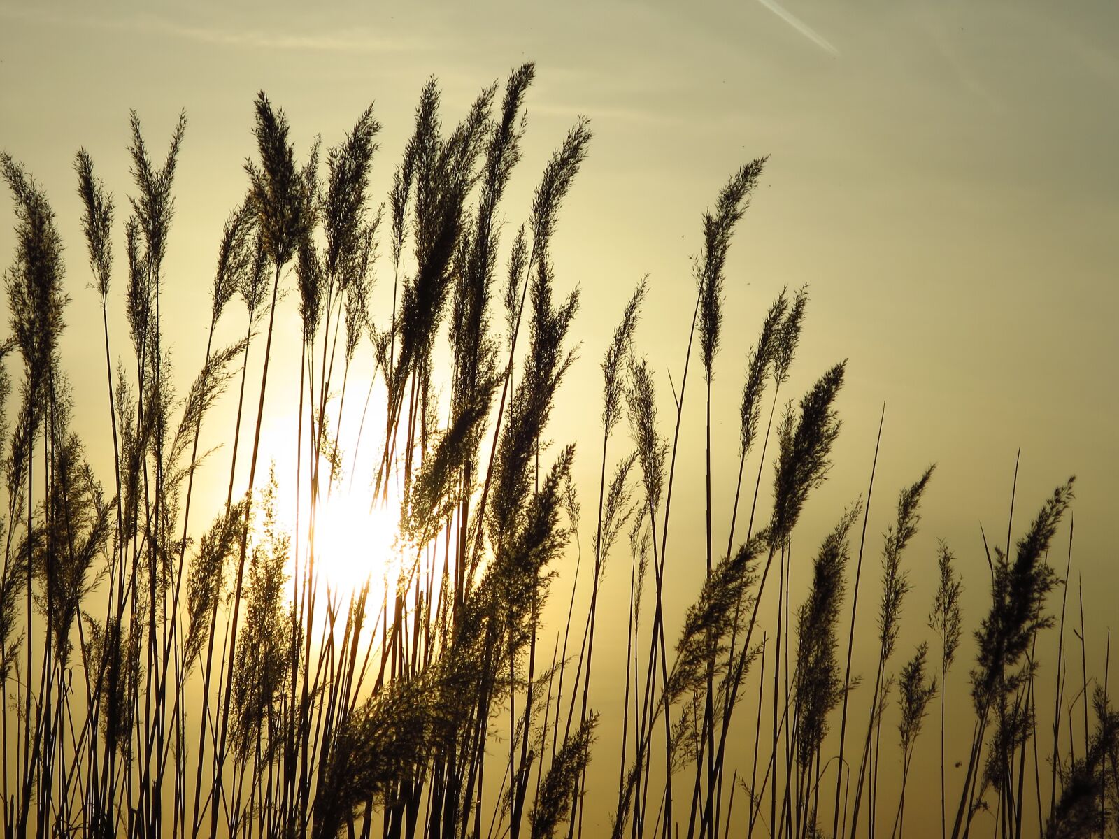 Canon PowerShot S120 sample photo. Reed, lake, sunset photography