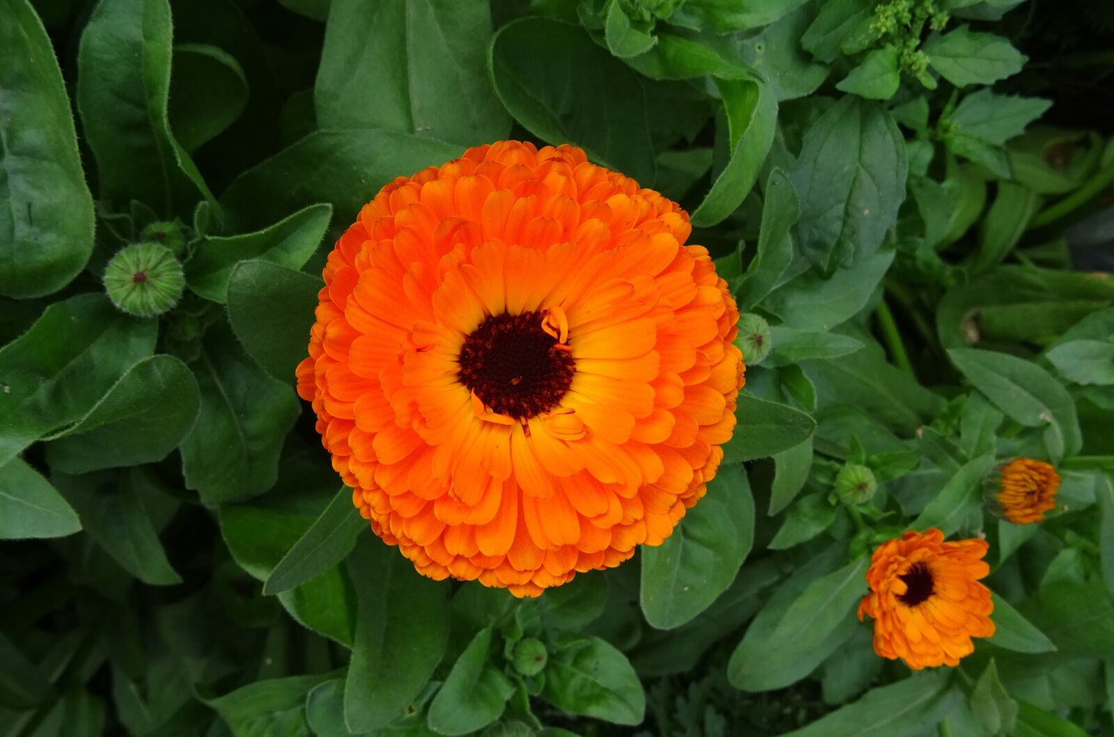 Sony DSC-HX60V sample photo. Flower, calendula, pot marigold photography