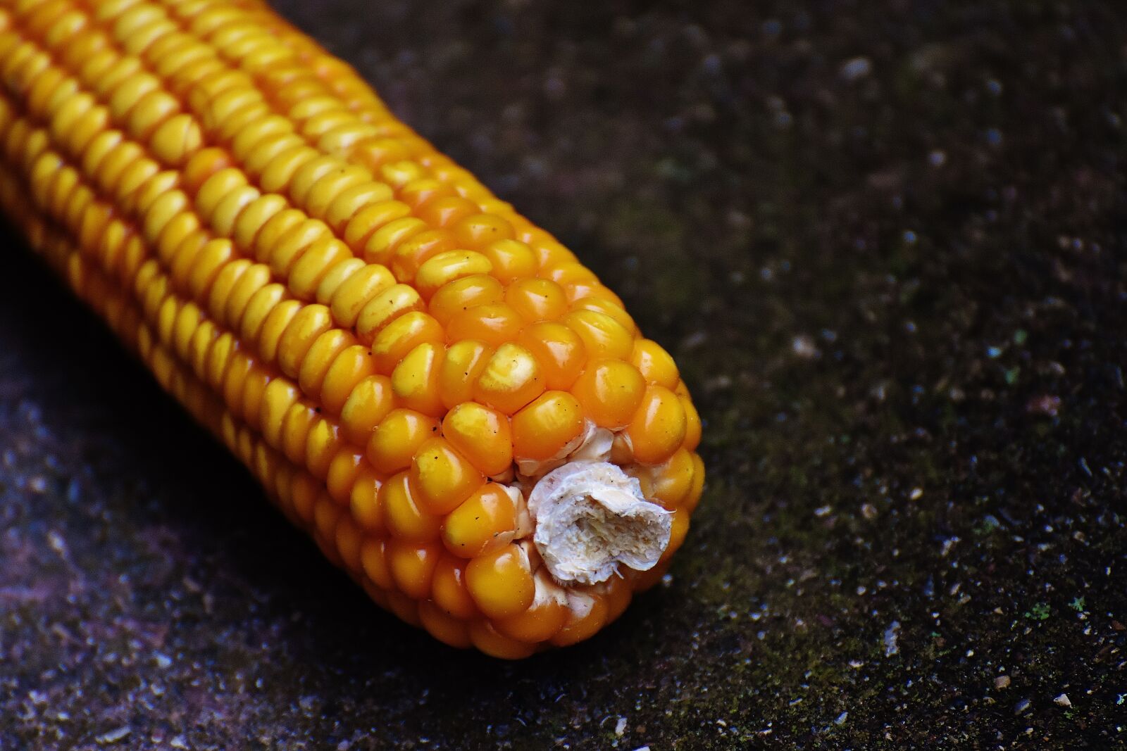 Nikon D7200 sample photo. Corn, corn on the photography