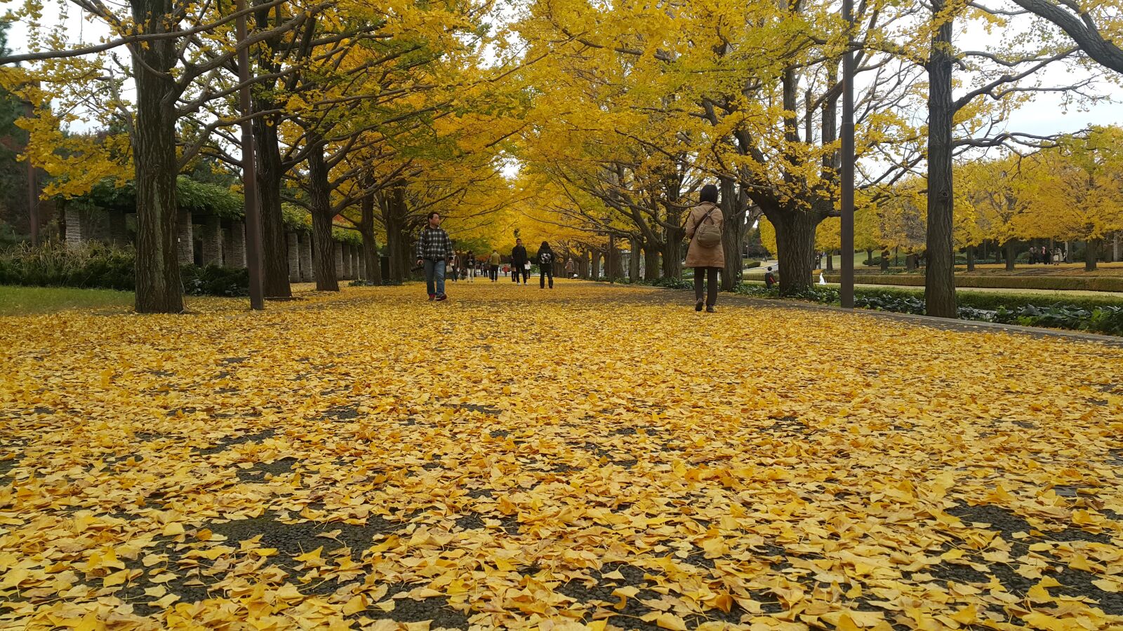 Samsung Galaxy Note4 sample photo. Autumn, leaf, nature photography