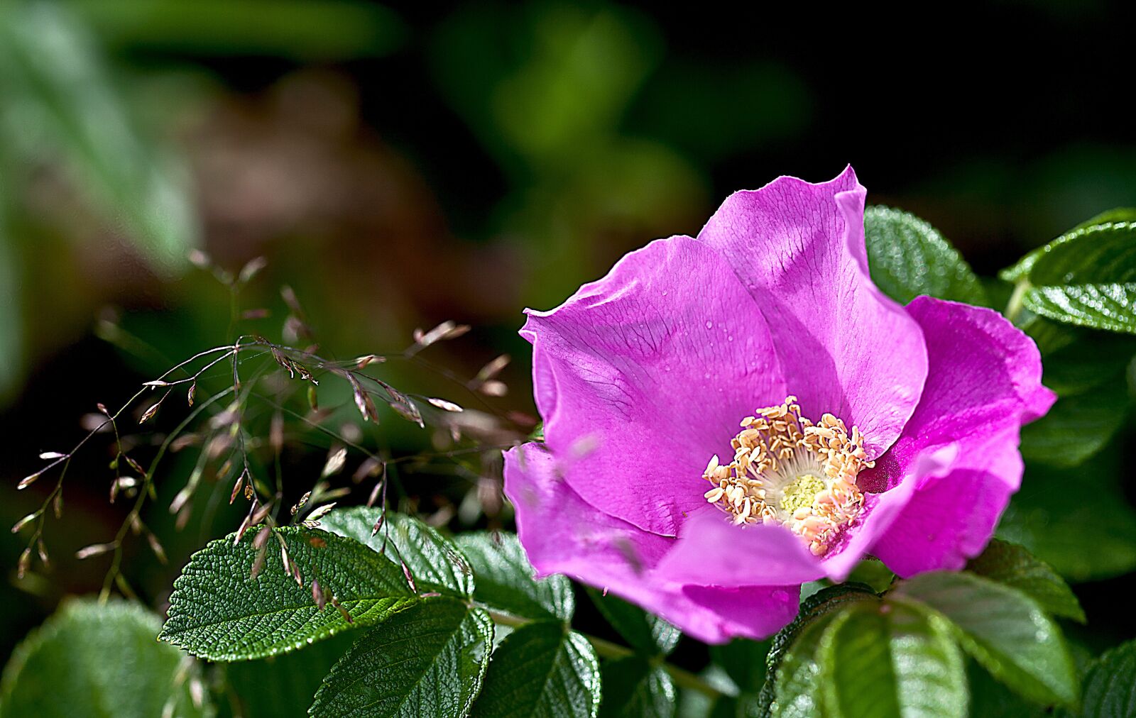 Canon EOS 5D Mark II sample photo. Rose, wild rose, nature photography