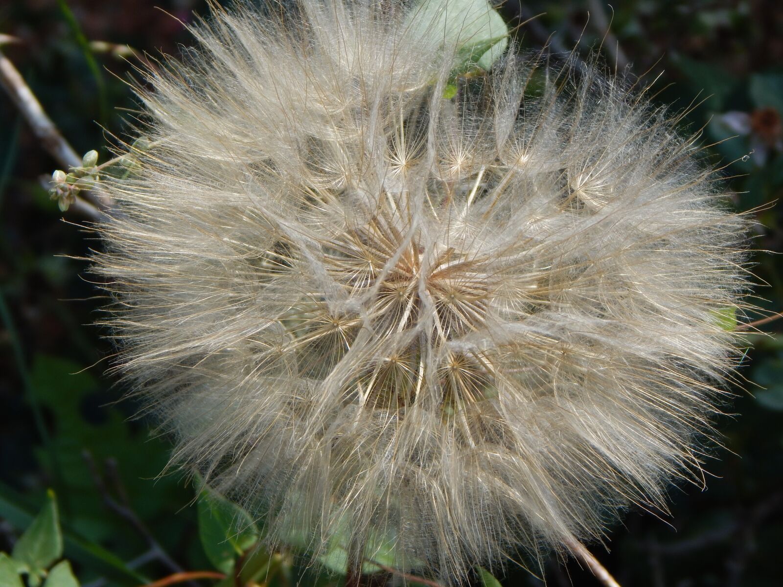Nikon Coolpix L830 sample photo. Dandelion, seeds, weed photography