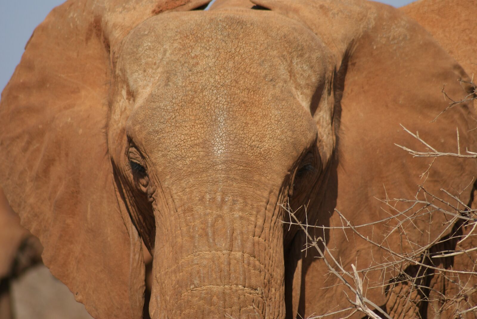 Sony Alpha DSLR-A200 sample photo. Nature, animal, animal world photography