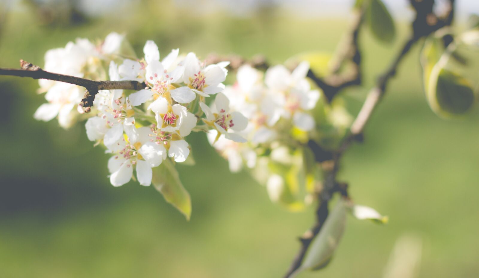 Canon EOS 600D (Rebel EOS T3i / EOS Kiss X5) + Canon EF 50mm F1.8 II sample photo. Pear blossom, bloom, pear photography