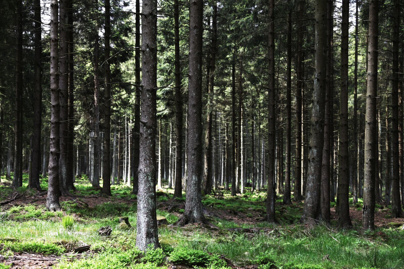 Canon EOS 5D Mark II sample photo. Nature, trees, tree photography