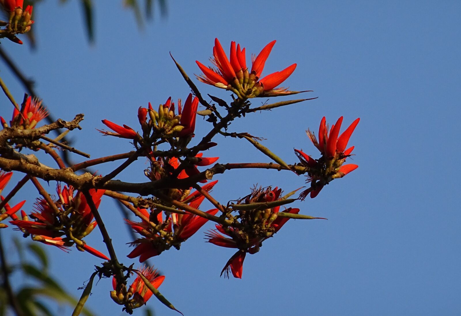 Sony DSC-HX60V sample photo. Flower, erythrina, indian coral photography