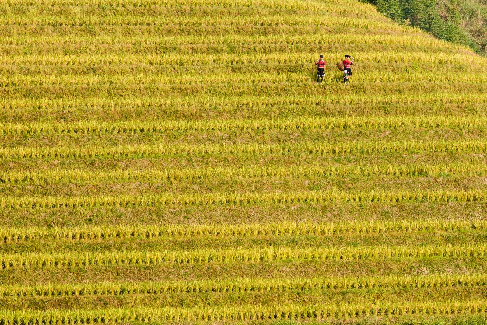 Nikon D610 sample photo. Longji, borisovites, china photography