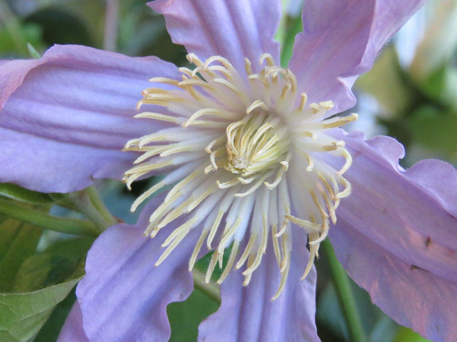 Canon PowerShot SX60 HS sample photo. Stamens, flower, pollen photography