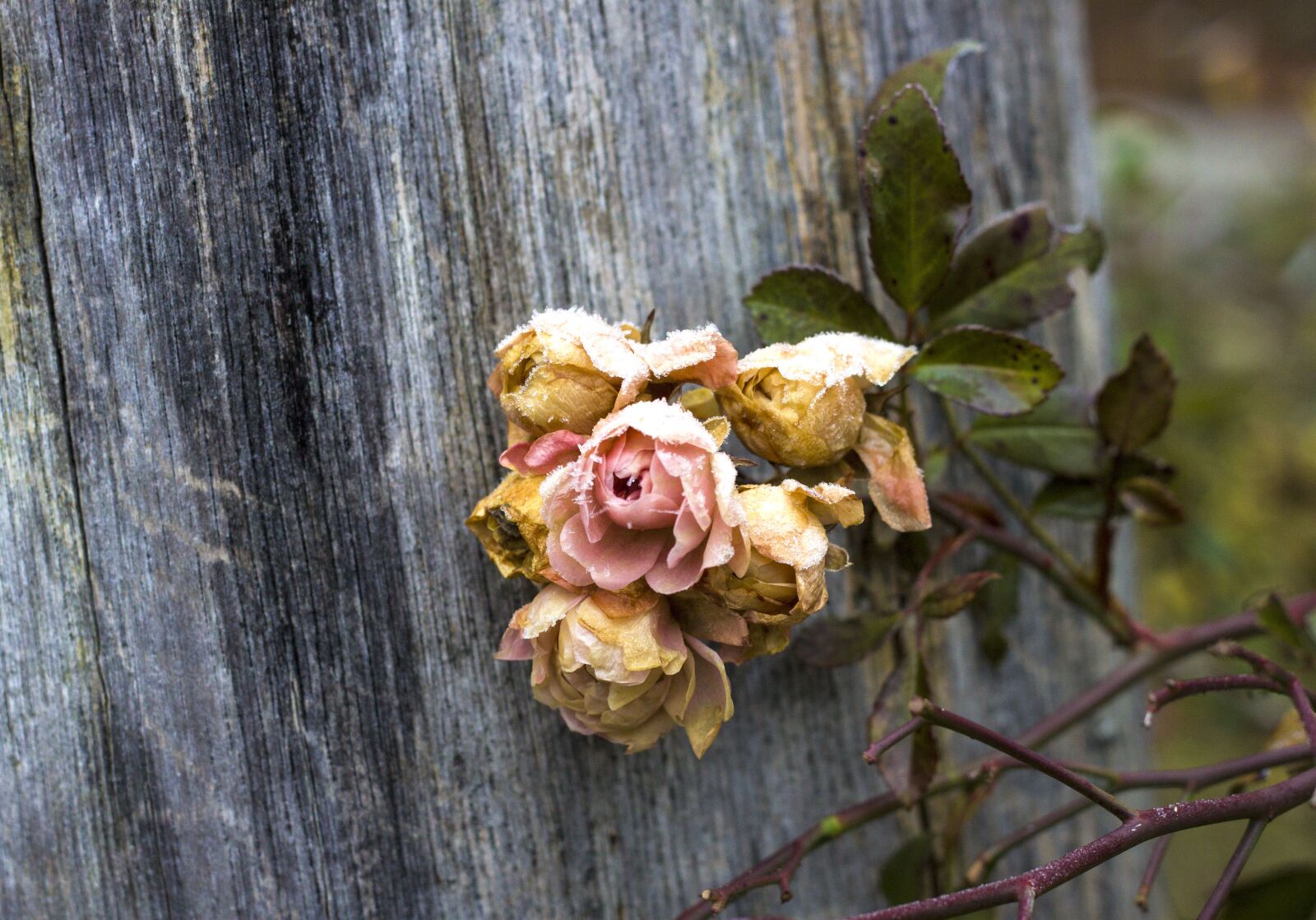 Canon EOS 500D (EOS Rebel T1i / EOS Kiss X3) + Canon EF 50mm F1.8 II sample photo. Wood, transient, rose photography