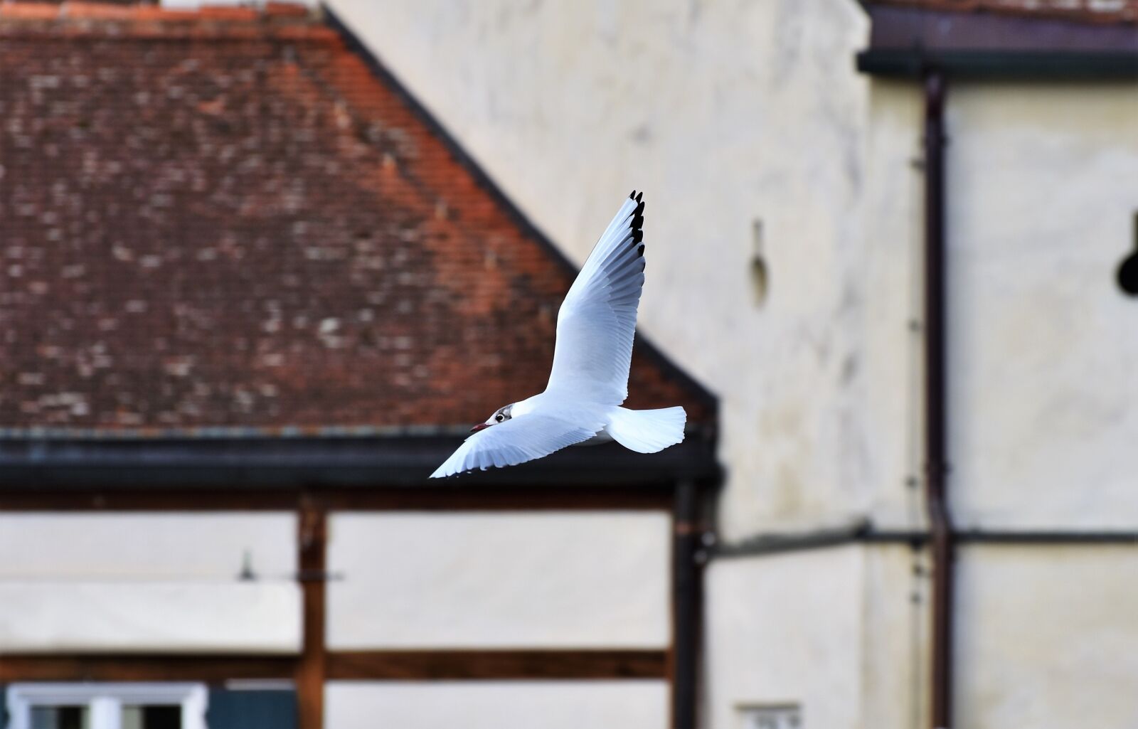 Nikon D7200 sample photo. Seagull, bird, white photography