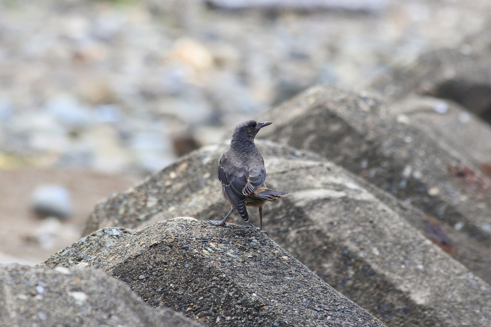 Nikon 1 J5 + VR 55-200mm f/4-5.6G sample photo. Animal, sea, beach photography