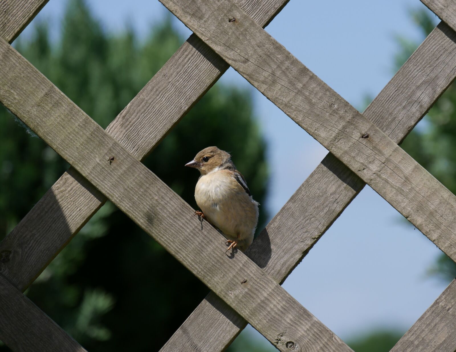 Panasonic DMC-G70 sample photo. Sparrow, bird, garden fence photography