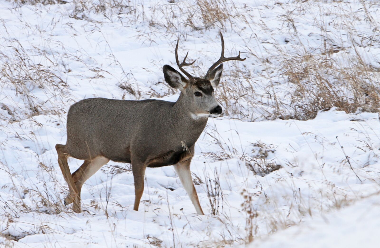 Canon EOS 7D sample photo. Mule deer, buck, antlers photography