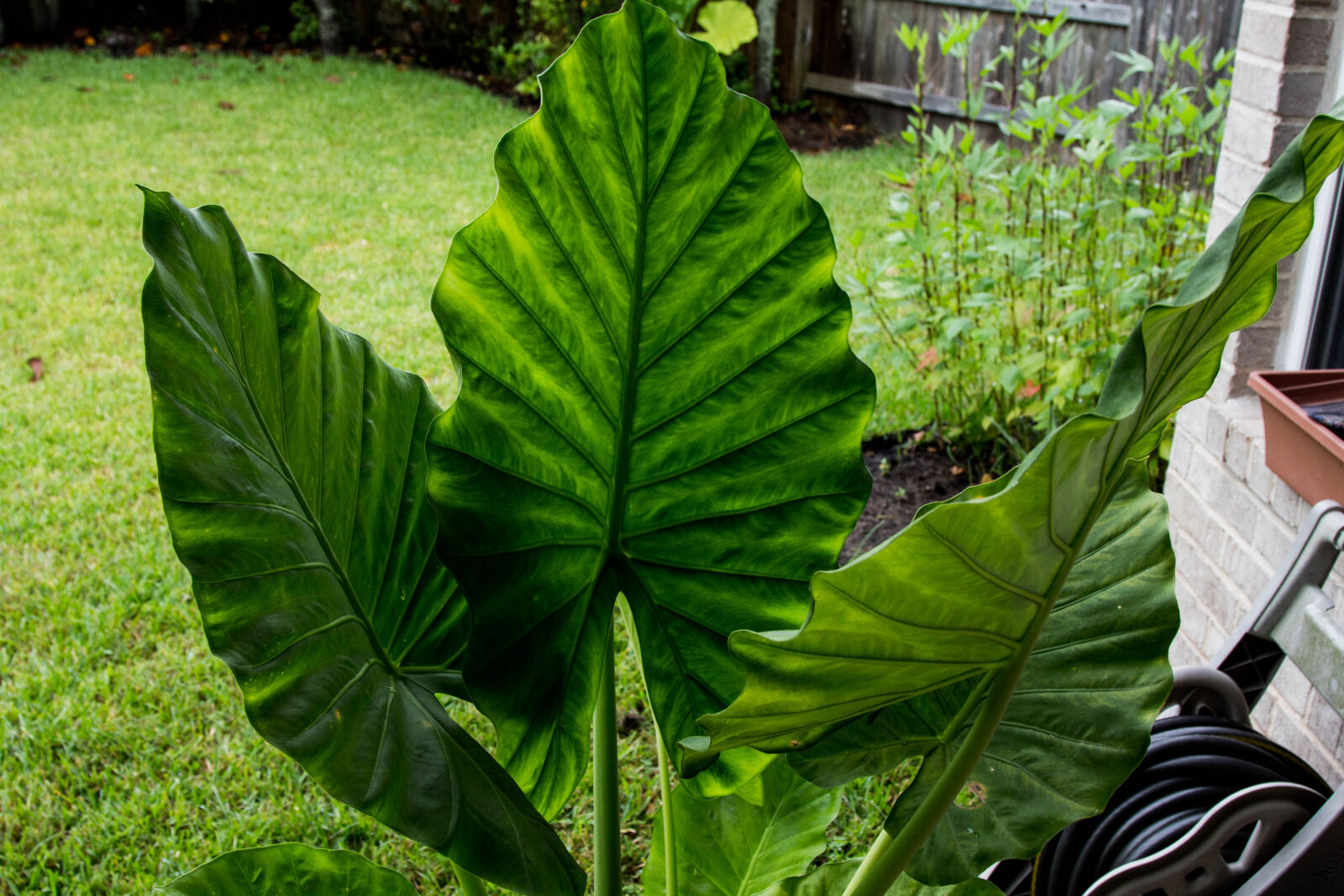 Canon EOS 60D sample photo. Plant photography