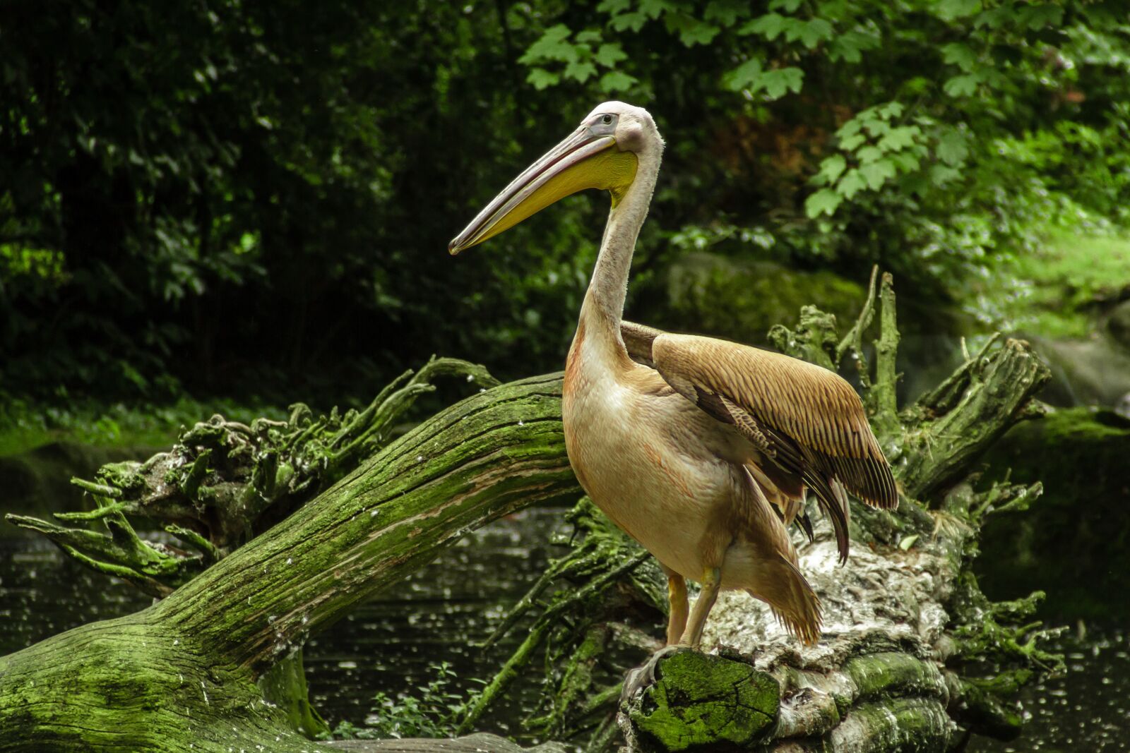 Canon EOS 7D sample photo. Pelikan, lake, zoo photography