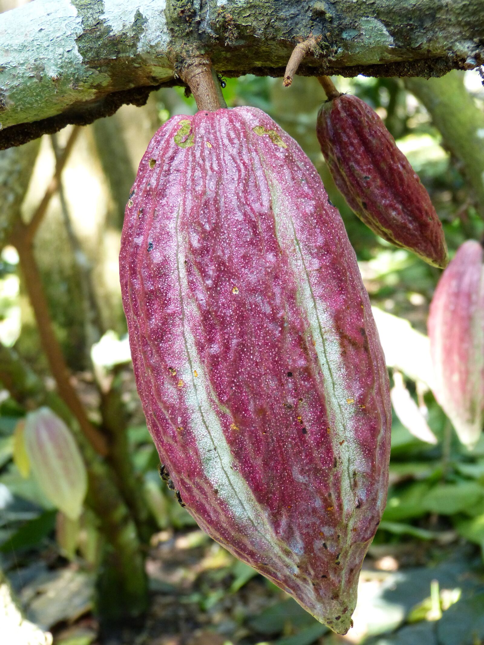 Panasonic Lumix DMC-FZ150 sample photo. Cocoa, cocoa bean, fruit photography