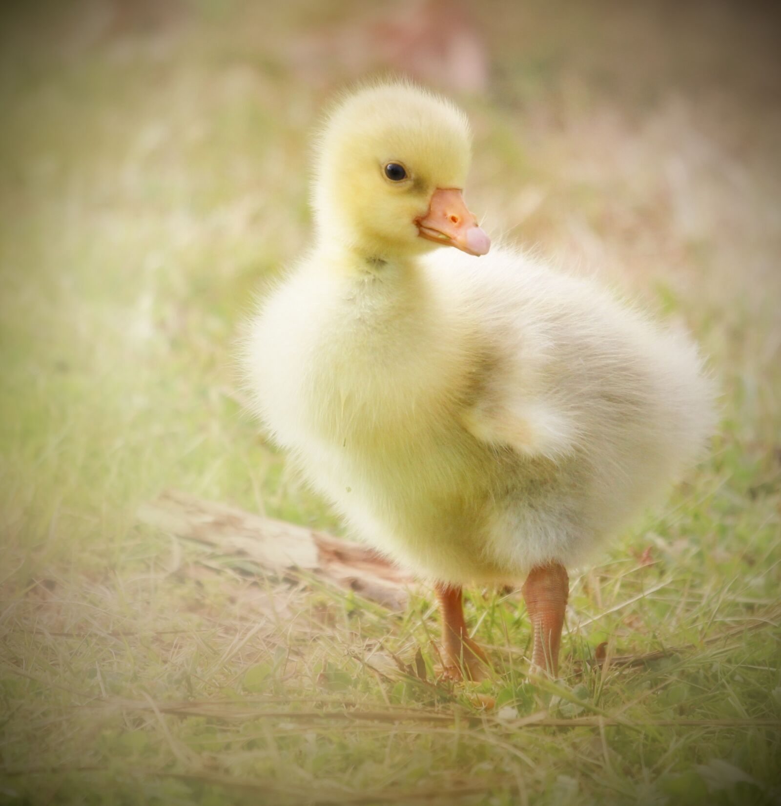 Canon EF-S 55-250mm F4-5.6 IS STM sample photo. Gosling, baby goose, yellow photography