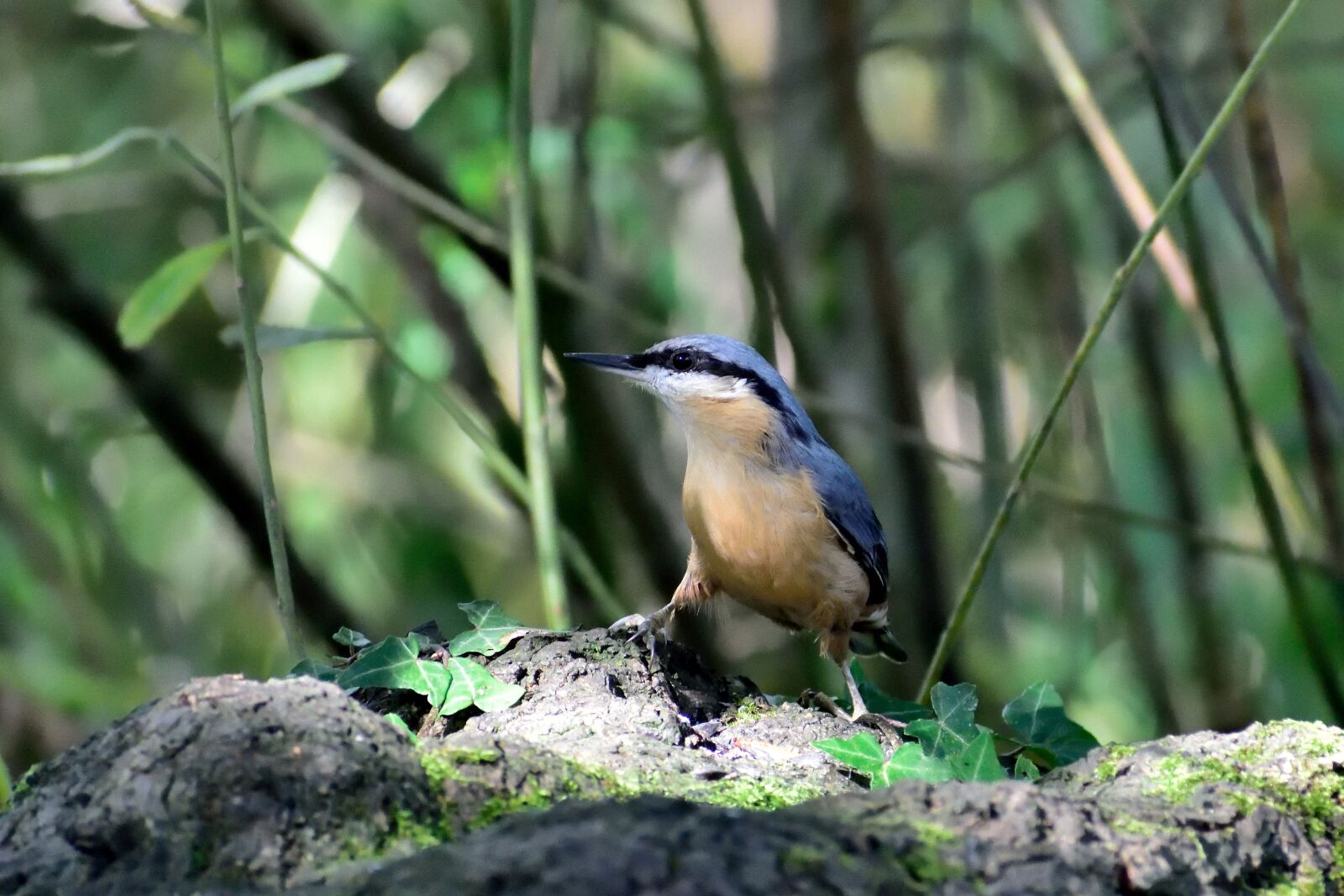 Nikon D5500 sample photo. Nuthatch, garden bird, bird photography