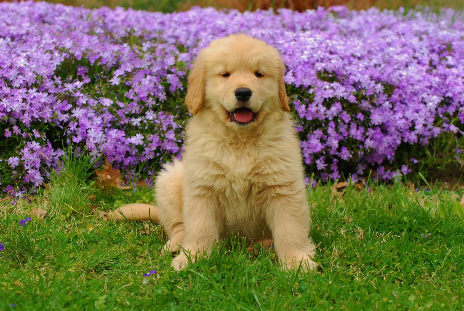 Nikon D80 sample photo. Golden retriever, summer, pet photography
