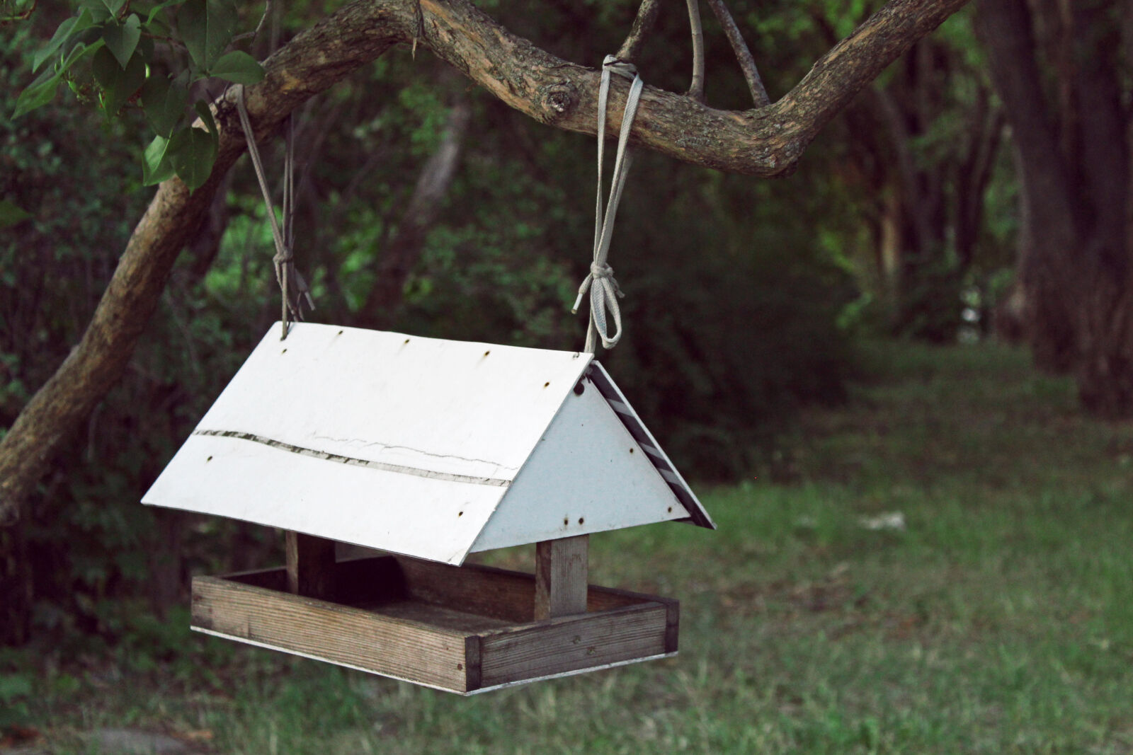 Canon EOS 1300D (EOS Rebel T6 / EOS Kiss X80) sample photo. Bird, craft, domestic, forest photography