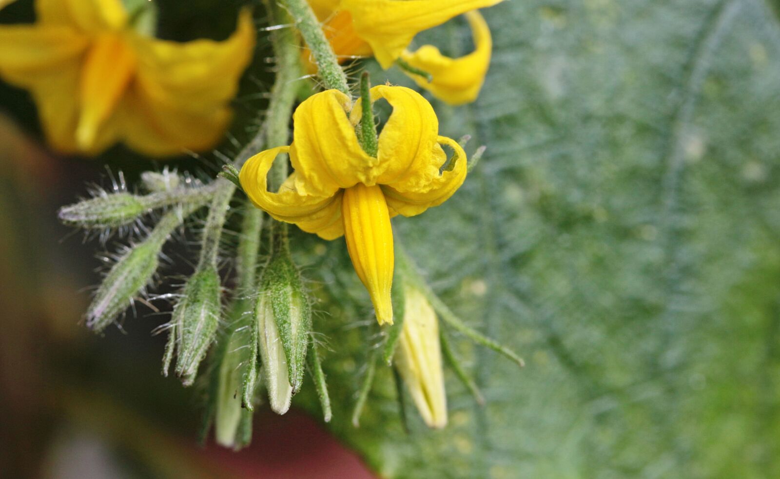 Canon EOS 650D (EOS Rebel T4i / EOS Kiss X6i) sample photo. Tomato blossoms, tomato buds photography